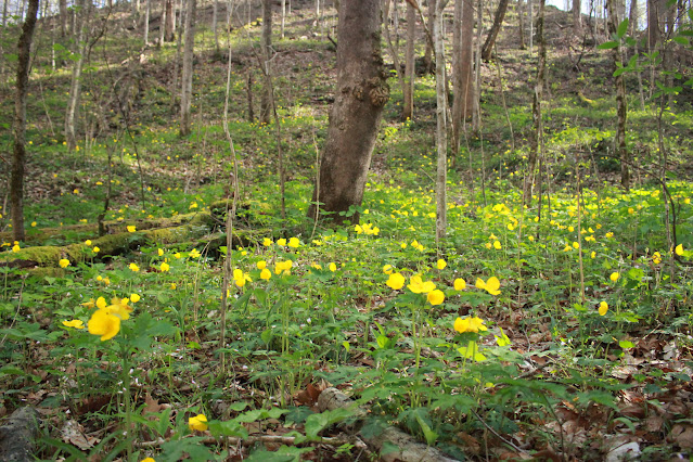 green hills covered in yellow poppies reaching into the distance