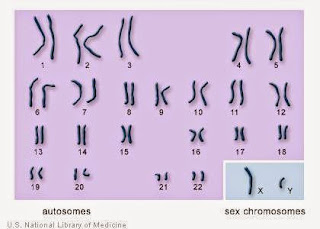  Senang sekali rasanya kali ini sanggup kami bagikan bahan Biologi perihal  Kromosom (Pengertian, Fungsi, Struktur, Tipe, Jumlah)