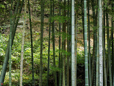 Bamboo: Jochi-ji