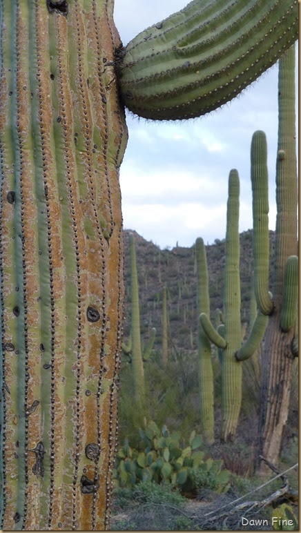 Saguaro NP West_051