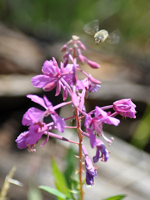 Fireweed