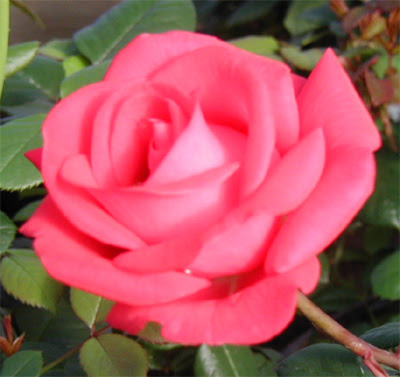 Beautiful Pink Rose Flower