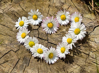 Daisy chain in a heart shape on a tree stump