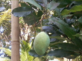 Mango cultivating