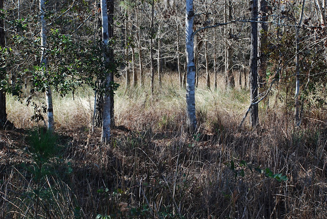 Matanzas State Forest
