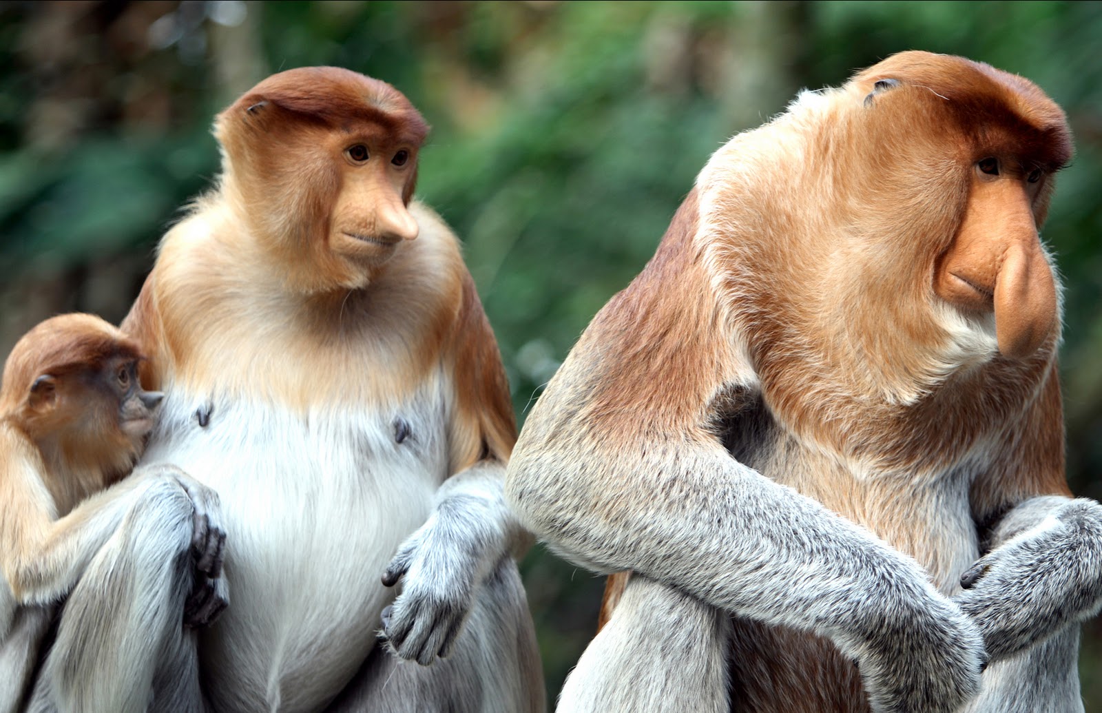 BEKANTAN SI HIDUNG PANJANG KHAS DARI KALIMANTAN 