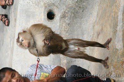 Ability of monkeys in Chiang Mai