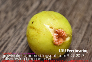 LSU Everbearing Honey Due