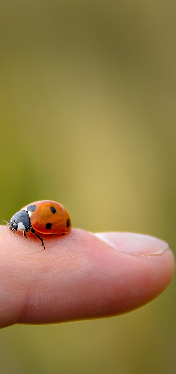 Ladybug beauty in miniature.