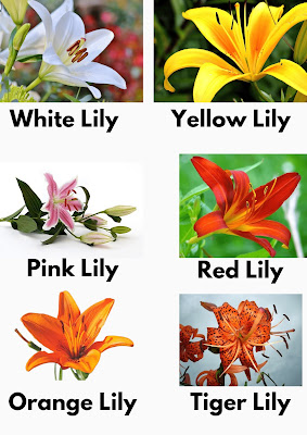 लिली फूल के बारे में रोचक जनकारियां : lily flower in Hindi - English