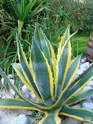 Agave  (agave americana marginata sept )