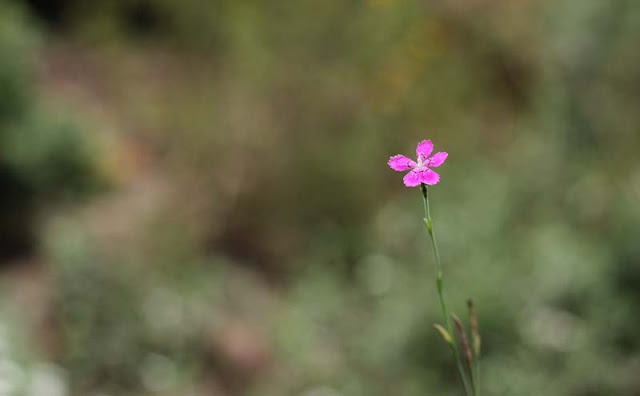 Deptford Pink Flowers Pictures