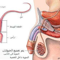 أعشاب مفيدة لصحة الجسم: دورها في تعزيز الصحة والعافية