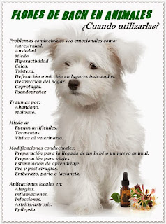 flores de bach para perros y gatos para animales