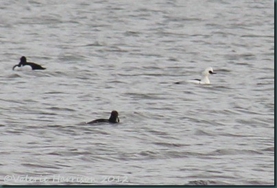 12-smew