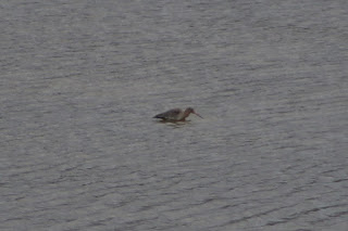 Black-tailed Godwit