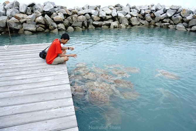 Memberi makan penyu di pantai Tongaci Bangka