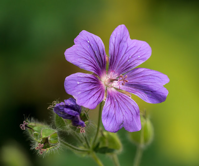 Best Essential Oils For Skin