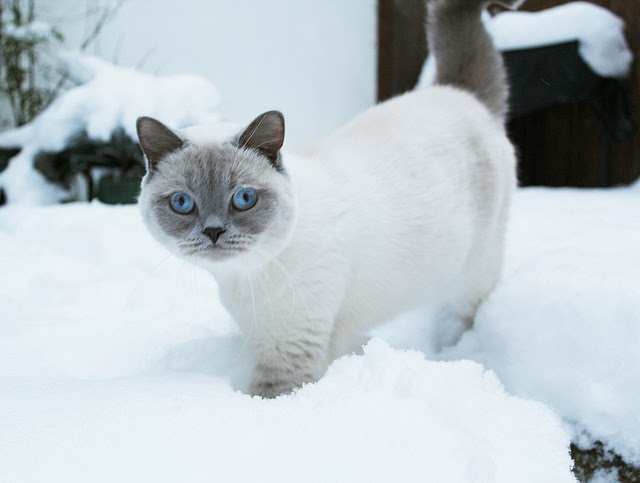 cats in the snow