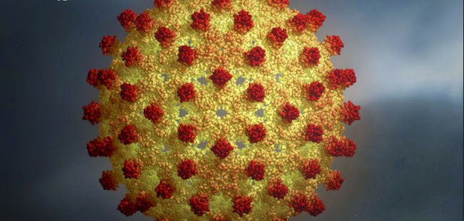 Virus Hepatitis B (VHB)