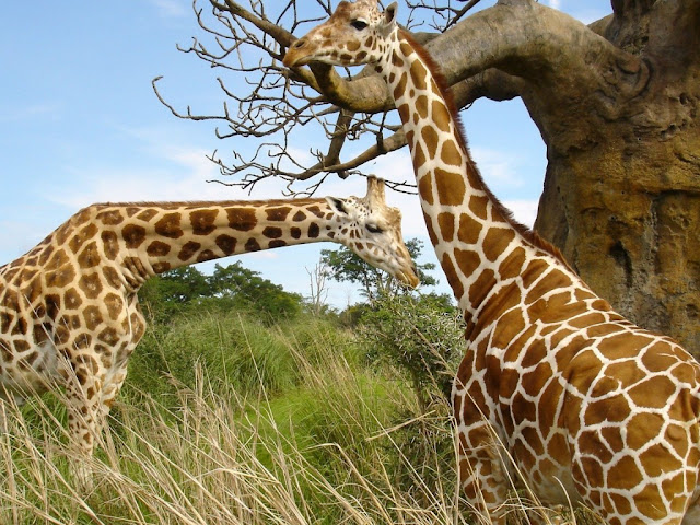 Animals Giraffes HD Wallpaper Resolution 1024x768 