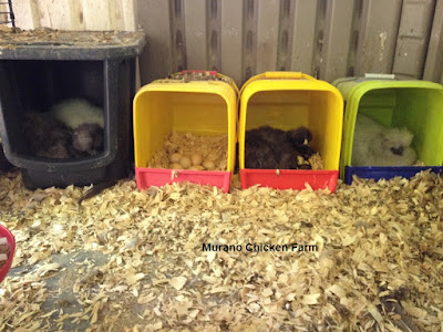 Broody hens in the nest boxes.