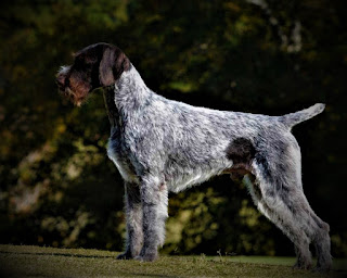 Drathaar German Hard-Haired Pointer history Drathaar is a German hard-haired pointer that appeared in Germany in the 19th century. The process of the appearance of this breed is inextricably linked with another hunting dog - Kurtzhaar, or a German shorthaired pointer, which is quite natural. After all, in Germany, these dogs were bred since the 17th century, but the result, which satisfied the breeders entirely, appeared only after 250 years.  What makes a drahthaar?  Moreover, both the adherents of short wool and those who preferred the long wool were satisfied. Breeders simply at some point divided into two camps, each of which went its own way, and brought out its own breed. To turn out a modern drathaar breeders mixed Pointer, foxhound, and Poodle.  I mean, actually. Kurzhaar and the Drathaar are two types of the same breed, and they share a rather fine line. And that facet is dog-length. After all, hunting instincts and skills, beautiful smell, endurance, and hunting flair are inherent in equal measure to both breeds.  The hard-haired pointer was very popular not only in Germany, but also in other European countries, especially in Austria, Holland, and Poland, in the early 20th century. However, as well as short-haired. But the First World War, and then the Second World War, incredibly reduced the population and the total number of dogs in Europe.  Since part of Germany after the war was under the leadership of the Soviet Union, many good, quality individuals were inaccessible for the new breeding program. Therefore, in West Germany (Germany), breeders at first had to endure certain difficulties in the breeding program, because, in order to restore the number and normal population, they had to start almost from scratch. The breed was officially recognized in Germany in 1928.   Characteristics of the breed popularity                                                           06/10  training                                                                05/10  size                                                                        07/10  mind                                                                     08/10  protection                                                          10/10  Relationships with children                         08/10  Dexterity                                                             07/10     Breed information country  Germany  lifetime  12-14 years old  height  Males: 61-68 cm Bitches: 57-64 cm  weight  Males: 27-32 kg Suki: 27-32 kg  Longwool  Average  Color  dark brown with gray hair  price  400 - 1000 $  description How much does a drahthaar cost? price  400 - 1000 $  Drathaar is a large dog with a sporty, lean physique. Limbs are long and muscular, the neck is also long, the muzzle is elongated, and the ears are flat, hanging on the sides of the head. The tail is medium length, sometimes cupped, usually if the owner involves hunting.  While running, the head and neck area are on the same line as the spine or below, which is necessary to keep a trail. The dog is strong, hardy can develop a high speed of running, and can also stay on his feet for a long time.     personality Are Drahthaars aggressive?  What is the difference between a drahthaar and a German wirehair?  German hard-haired pointer has a very kind character, that is, kind even in comparison with other pointers, which are generally friendly. Drathaar is very attached to his master, and if they live in a large family, and treat everyone equally, but still allocate one master to whom they obey. These dogs have excellent hunting instincts because they were bred specifically for these purposes.  The main task in the hunting process - is to find a trace and hunt down the game, and when it is done, take the rack, indicating to the owner the location of the target. If it is a shot bird or a small game, Drathaaar pulls it out of hard-to-reach places and brings it to the owner. Moreover, they pull the birds out of the water, from the reeds, from the impenetrable thicket of the forest.  They're a great swimmer. Have a huge amount of internal energy, if you plan to have this pet living in a city apartment, consider, it needs a long walk, although it is better not to do. When a dog can not realize its energy, it spoils character, it is sad, and may even your absence to arrange a mess at home, although, this breed is usually not inclined to it. Except in adolescence, up to 2 years old. They treat children well, love to play with them, and generally spend time with them.  These dogs need the development of obedience, as they can sometimes ignore the master's commands when they rush to study some smell in the park or just on the street. So you need to know when to let the dog off the leash.  German hard-haired pointer is perfect as a home companion and friend for the whole family, but for watchkeeping functions, it is useless to use, because of the good attitude to people. Need early socialization, Cats, and other pets, it is better to introduce them at an early age. Although, sometimes even this does not help to get rid of the instinct of persecution.     teaching Drathaar likes to learn and needs it, because he has a developed intellect that, like the body, needs training. These dogs understand the person perfectly but have internal independence. The main thing is that the owner was consistent, knew what he was doing, did not lose patience, and kept a cold head. The dog should feel that the owner is superior to her, if he loses his temper on the details, it does not cause respect.  The German hard-haired pointer can be trained not only to simple commands but also to complex ones. Be sure to pay great attention to cancellation commands, introducing various distractions into the learning process - smells, sounds, other people.  You can also increase the distance from which the team is given. So you can get the confidence that the dog will be able to stop on command even with great temptation. For hunting, the animal is usually given to a special trainer, which can help to use natural instincts as effectively as possible.     care Breed Drathaar almost does not need care - they need to be combed once a week, and this will be enough. Be sure to keep your eyes clean, and check your ears for insects and dirt after walking, especially if you were walking in the park or in the woods. Buy the dog once or twice a week, claws cut about once every 10 days.  The dog feels better with an active family and in the open space, where he will be able to move freely. It is not recommended for an apartment, because she likes to be always busy and she will not be able to adapt to a sedentary life.     Common diseases Drathaar is a healthy and hardy dog, although some problems do occur:  hip dysplasia; Entropion; cataract; von Willebrand's disease is a hereditary blood disease.