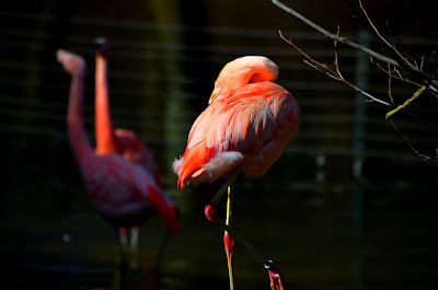 Flamingo, zog flamingo, qızılqaz, chim hồng hạc, plameniak, 火烈鳥, фламинго, fenicottero, zog flamingo, qızılqaz, flamenko, flamings, flamingas, flaming, flamingó, фламінга, মরাল, 火烈鳥,フラミンゴ, 火烈鳥, 플라밍고, фламинго,