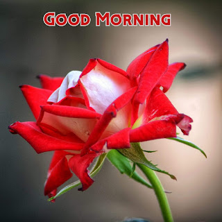 good morning images rose