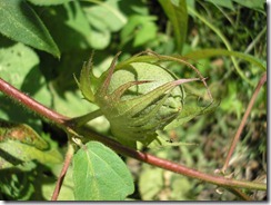 cotton_12