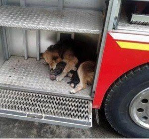 perrita salva a sus cachorros de incendio carro de bomberos