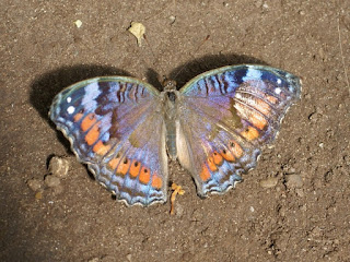 Precis octavia - Junonia octavia