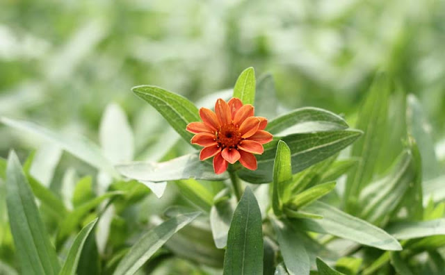 Narrow-Leaf Zinnia Flowers