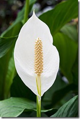 Peace Lily