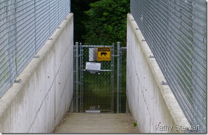 Hope the bear can swim!