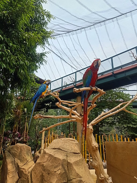 burung kakaktua