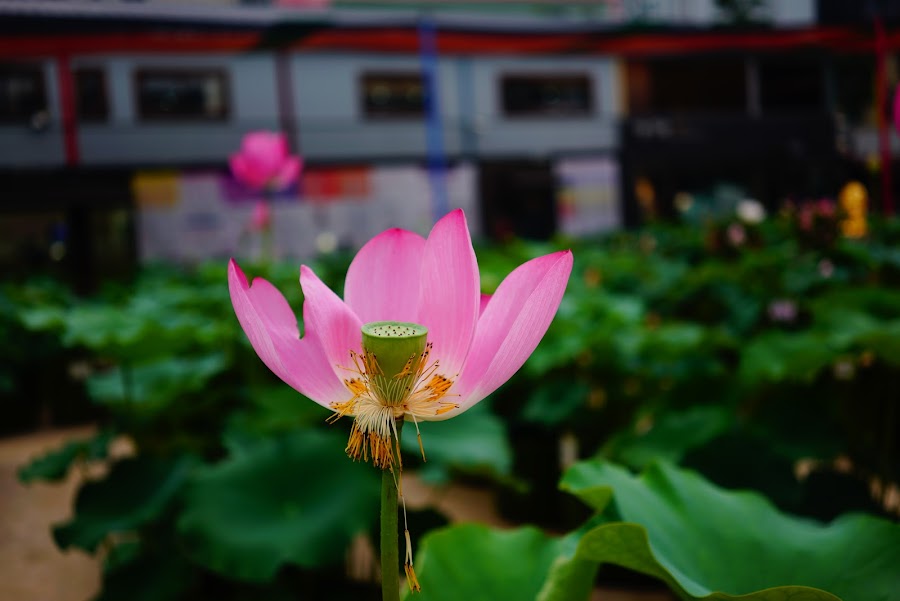 Lotus flower festival in Jogyesa buddhist temple in Seoul