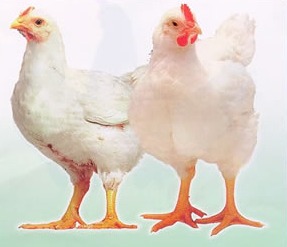  gambar  ayam  XTRA TWO