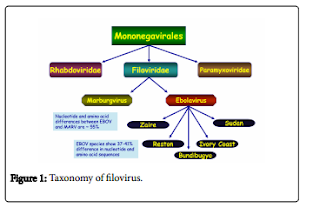 Ebola Virus Disease
