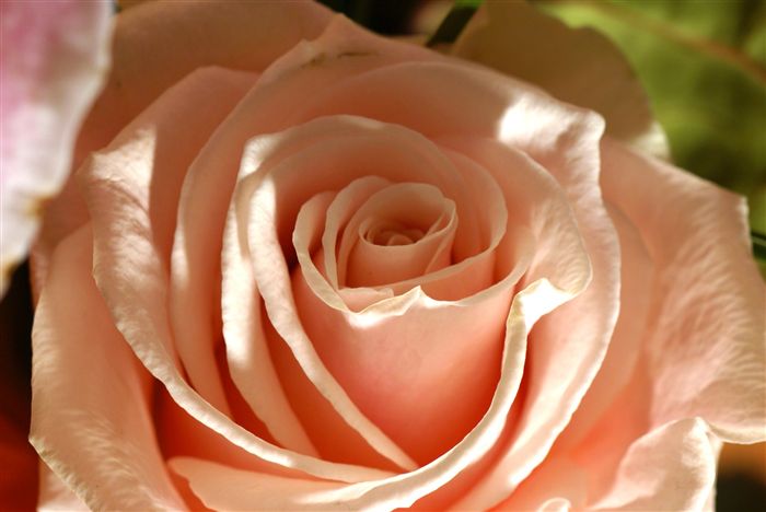 wallpapers roses. wallpapers Roses flower,