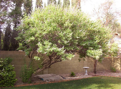 Monks Pepper Tree Picture