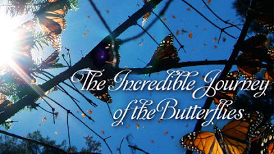 The Incredible Journey of the Butterflies, NOVA, PBS
