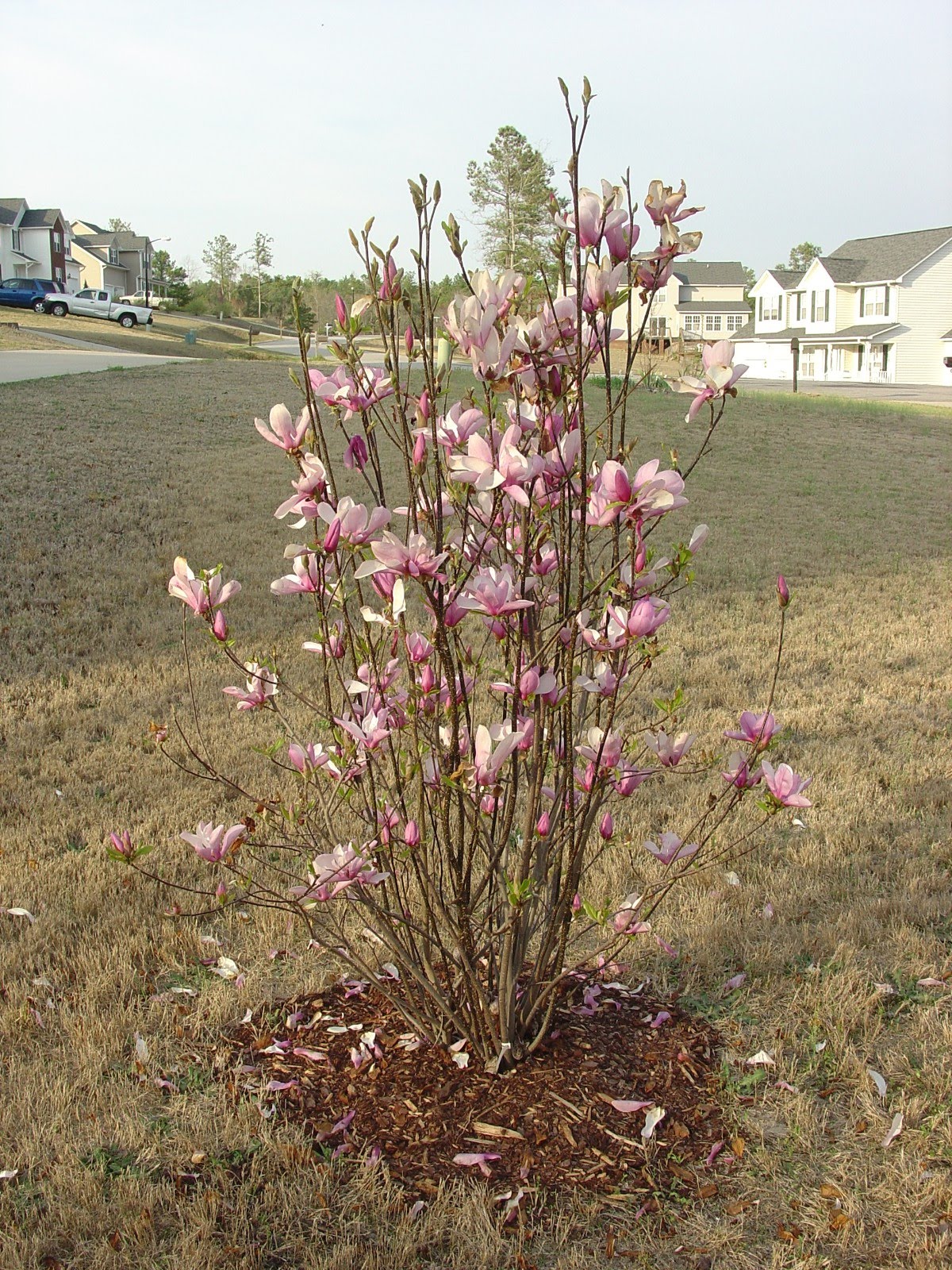 to the southern magnolia.