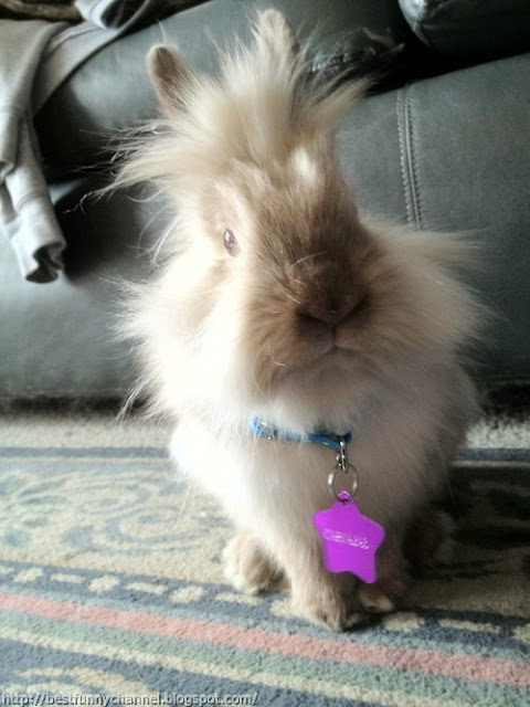 Funny fluffy bunny.