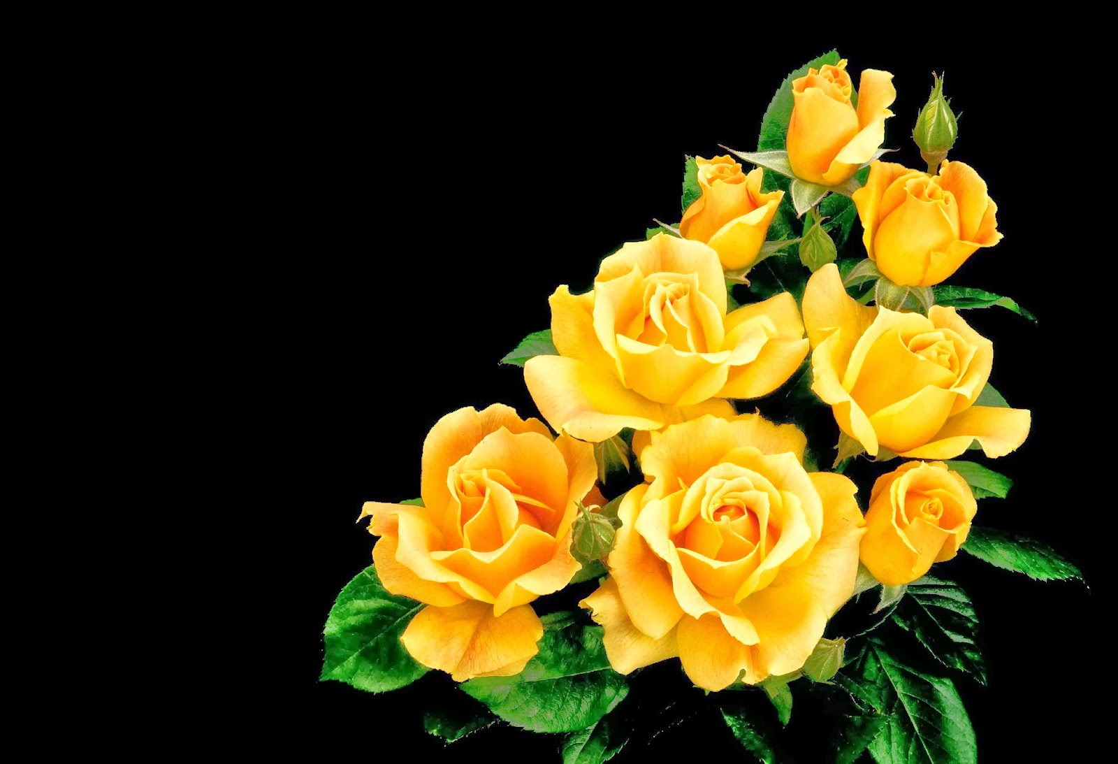 Download All 4u HD Wallpaper Free Download : Beautiful Yellow Rose Wallpapers Free Download