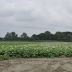 Noord-Bevelandse boeren meten water