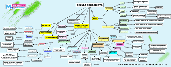 Mapa conceptual de la célula Procariota con sus partes y funciones