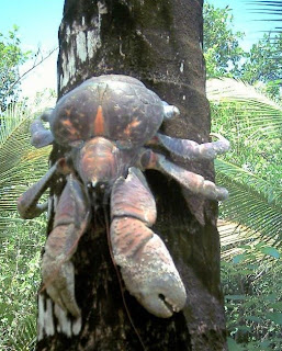 crab climbing the tree