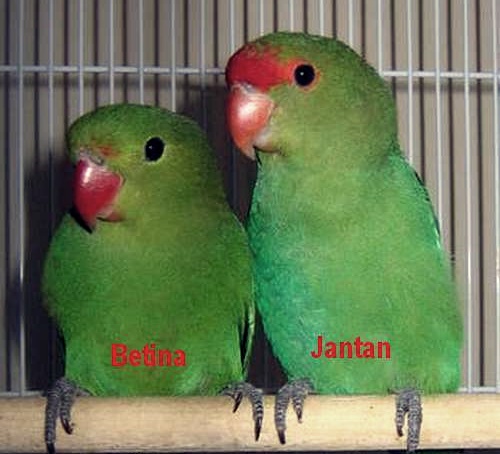 Mengetahui Kelamin Lovebird Dari Cara Bertengger