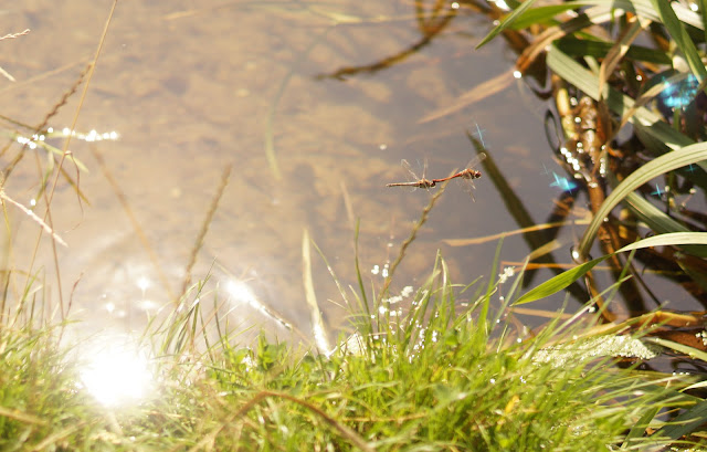 dragonfly sex mating ritual